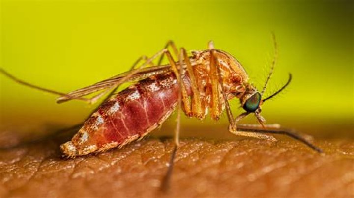 Do mosquitoes like urine