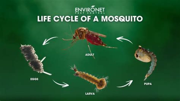 Do mosquitoes pee on you after they bite you