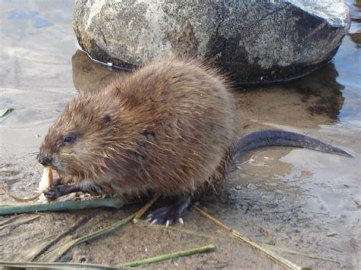 Do Muskrats mate for life