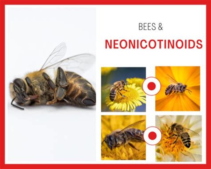 Do neonicotinoids kill bees