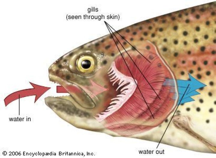 Do only fish have gills