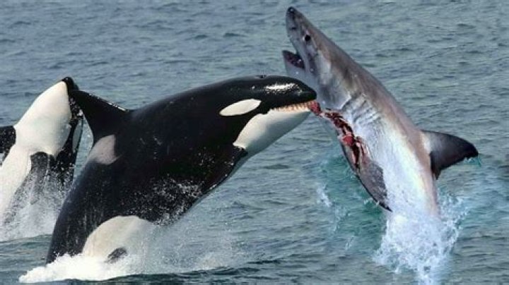 Do orcas attack whales