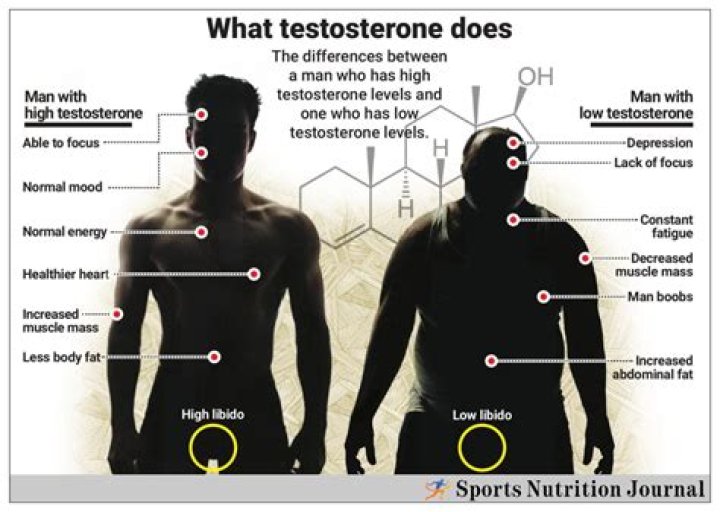 Do other animals have testosterone