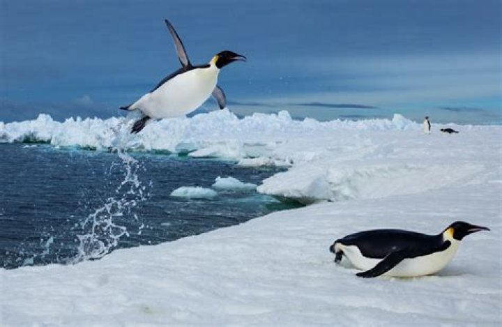 Do penguins have to be in the cold