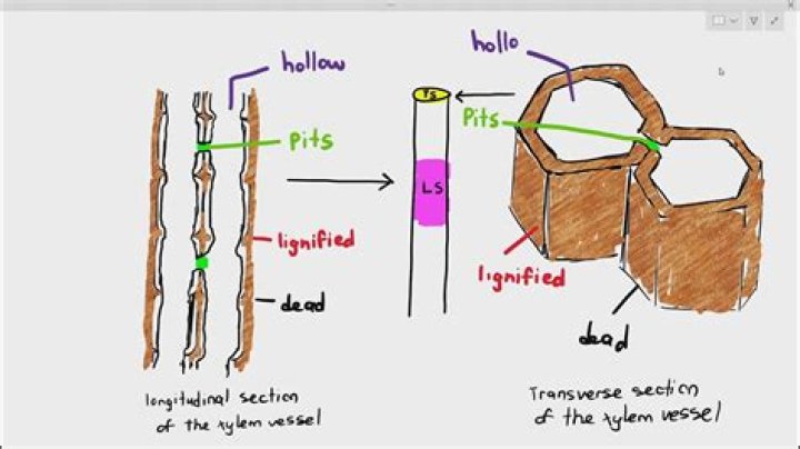 Do phloem have pits