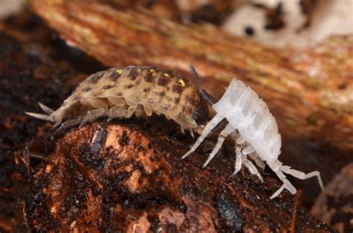 Do pill bugs eat ants