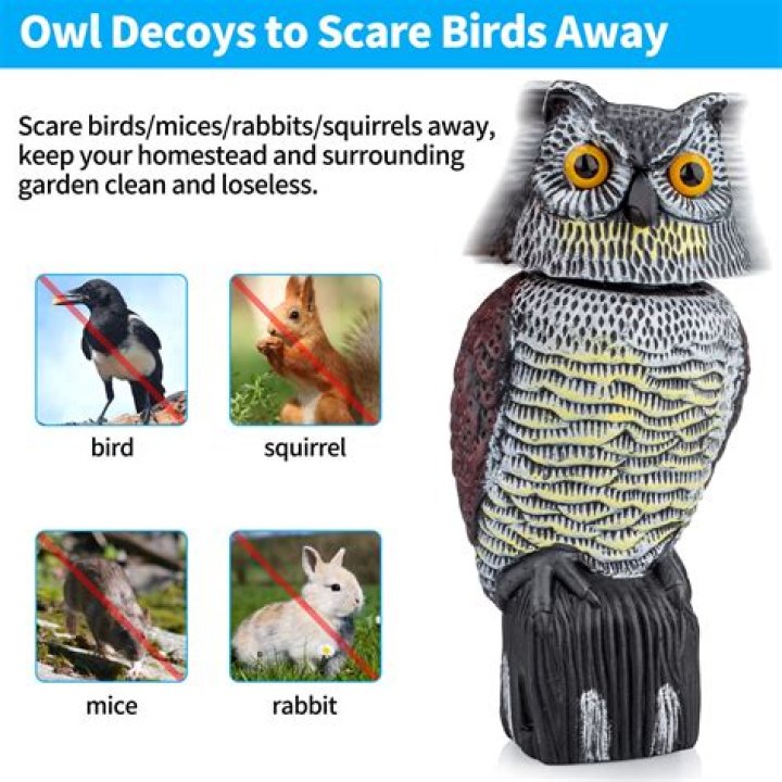 Do plastic owls scare away birds