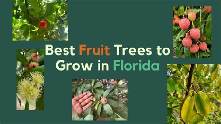 Do plum trees grow in Florida