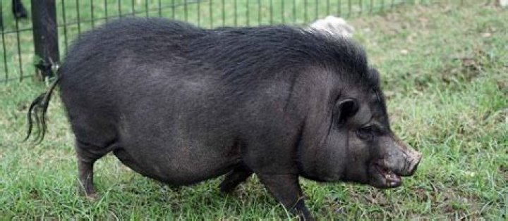 Do pot belly pigs get aggressive