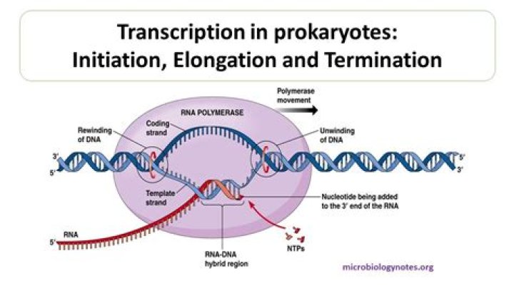 Do prokaryotes have initiation factors