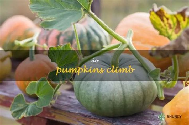 Do pumpkins climb