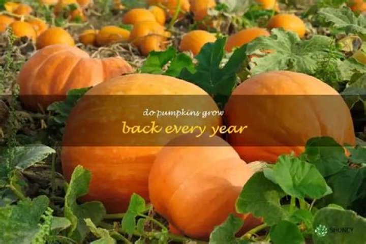 Do pumpkins grow back every year