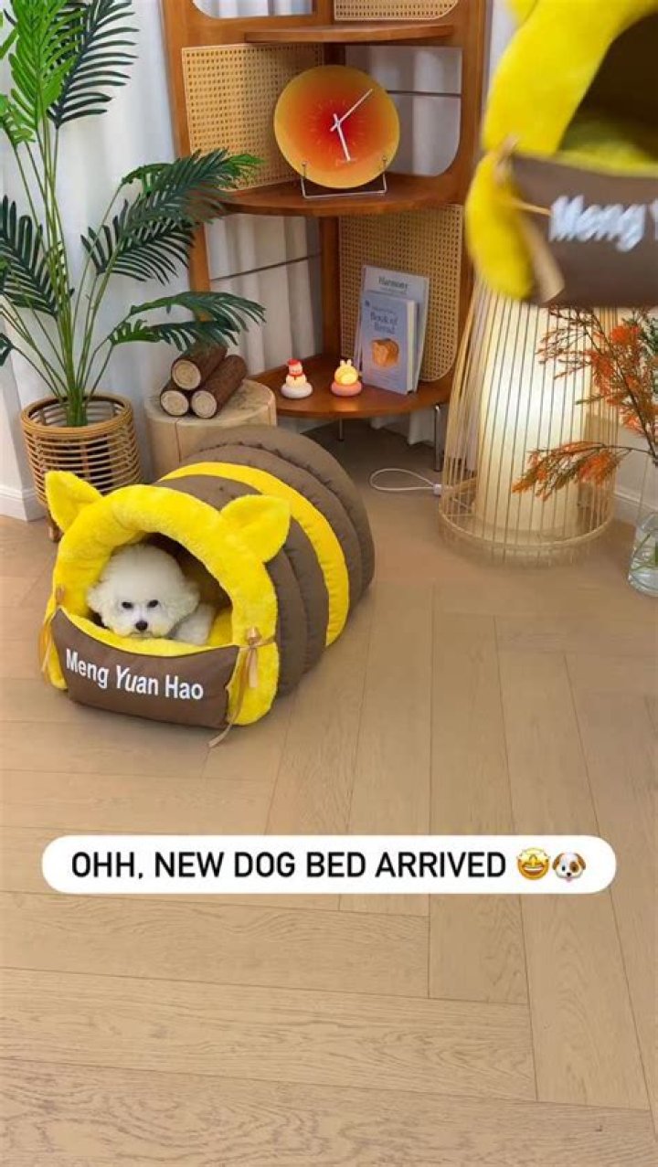 Do puppies need dog beds