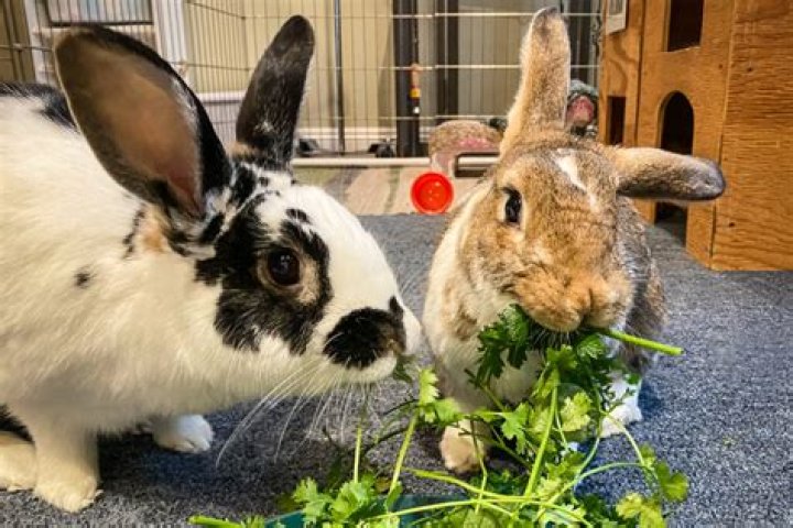 Do rabbits eat parsley in the garden