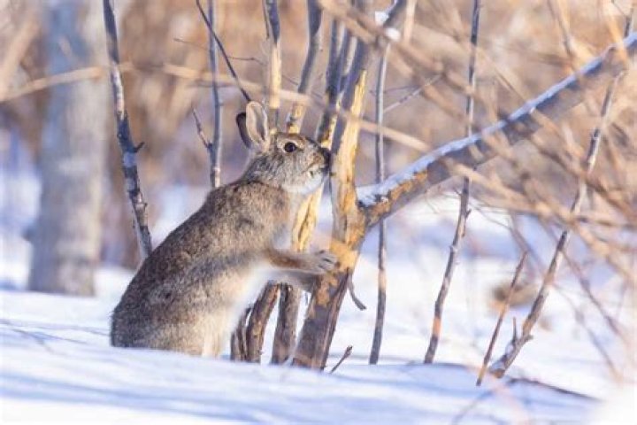 Do rabbits eat spruce trees