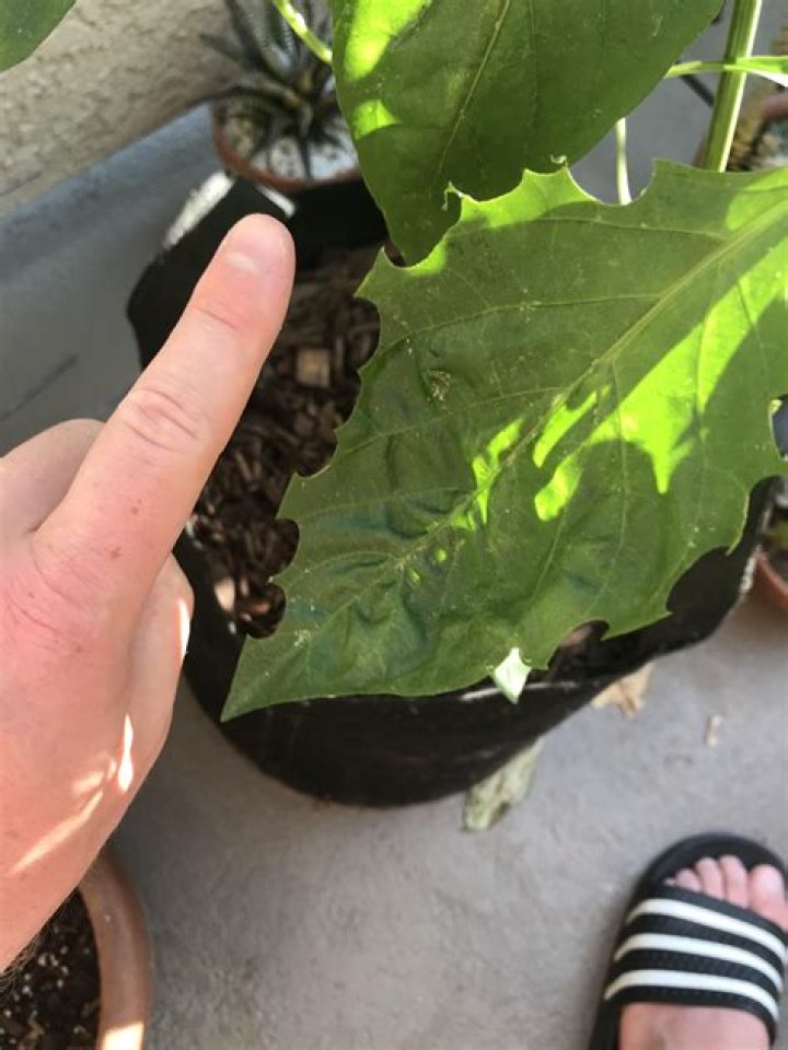 Do rats eat pepper plants