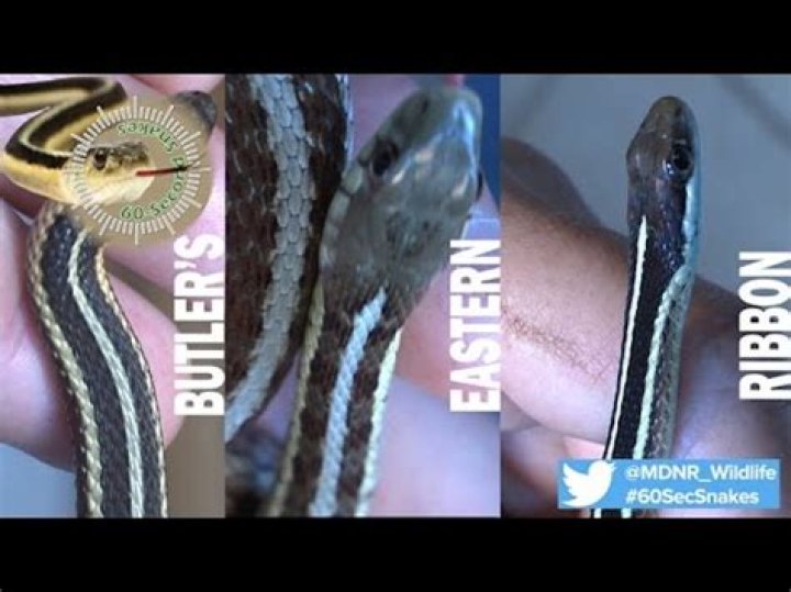 Do ribbon snakes bite