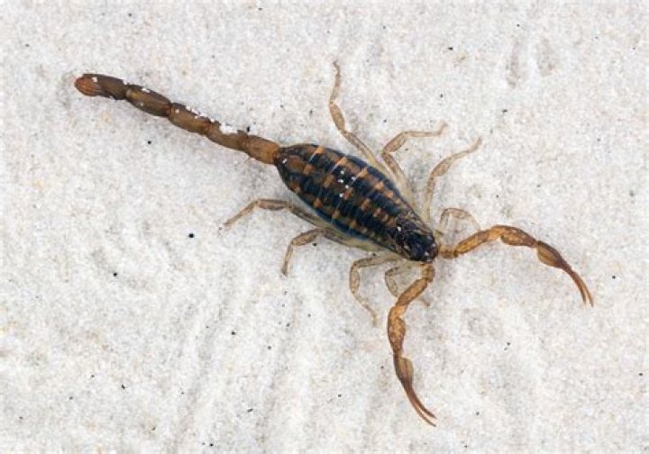 Do scorpions like to climb