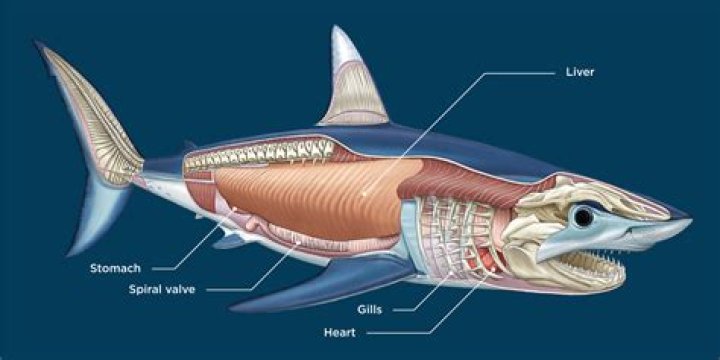 Do sharks have an esophagus