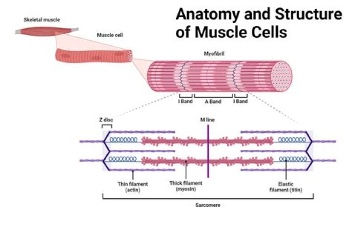Do skeletal muscle cells have cytoplasm