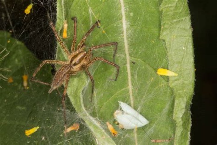Do spiders hide in couches
