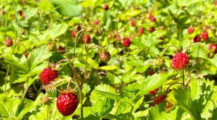 Do strawberries grow in Virginia