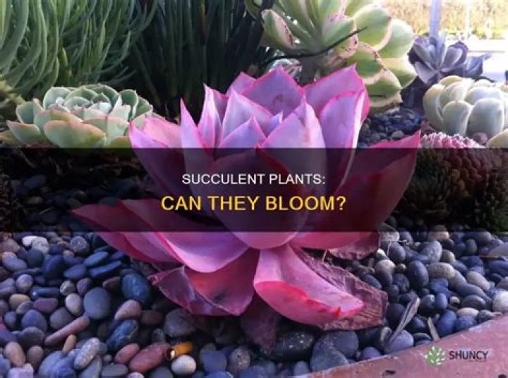 Do succulent plants bloom