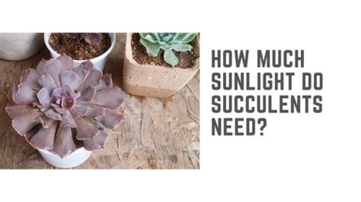 Do succulents need dirt
