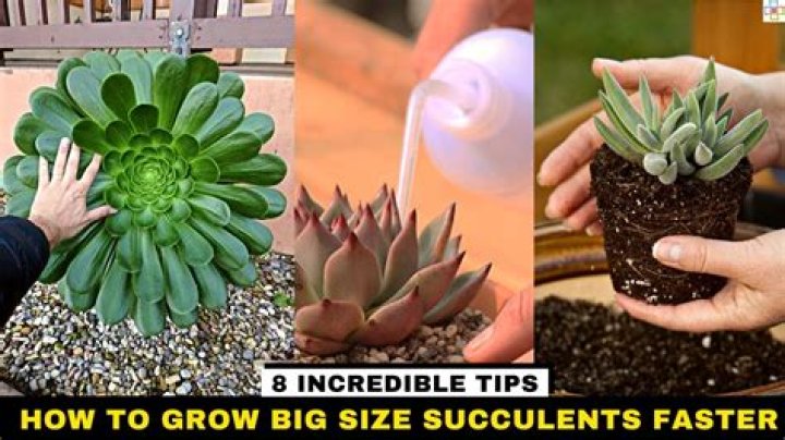 Do succulents need humidity
