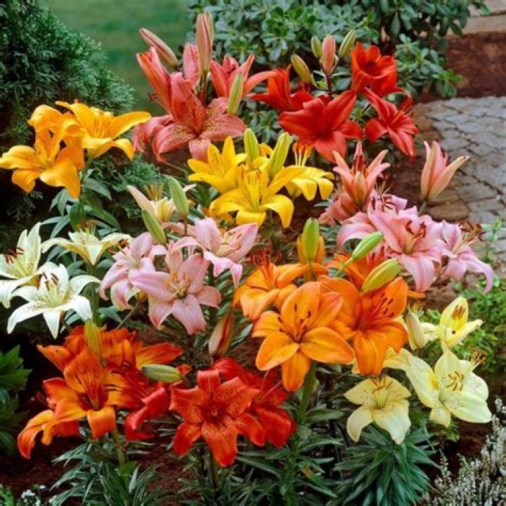 Do surprise lilies need full sun