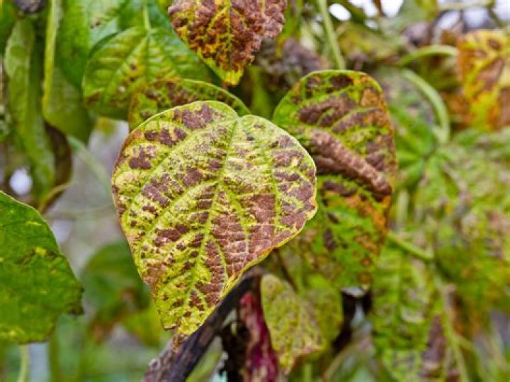 Do thrips cause disease