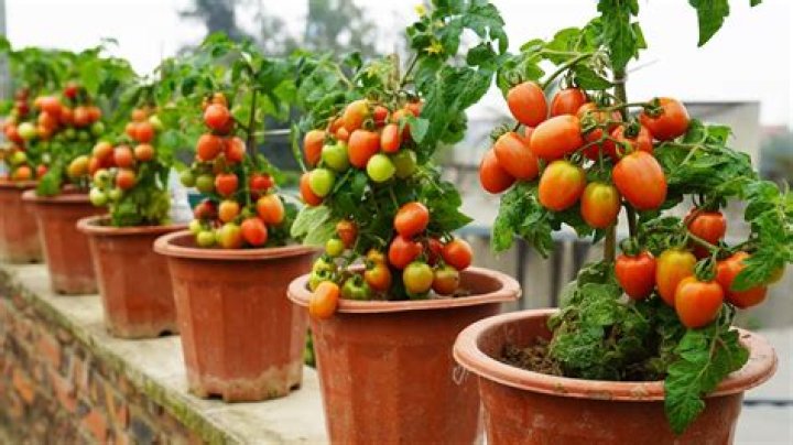 Do tomatoes do well in pots