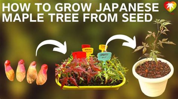 Do trees grow from the bottom or top up