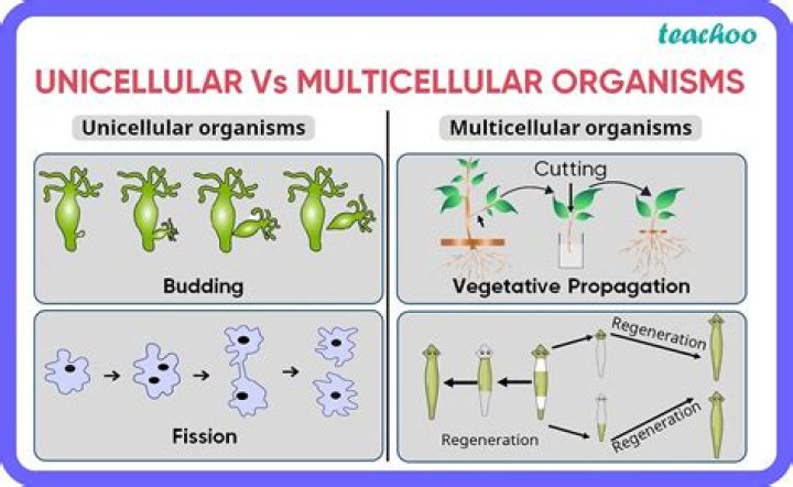 Do unicellular organisms have nucleus