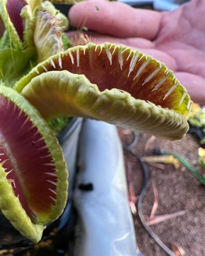 Do Venus fly traps die if you touch them