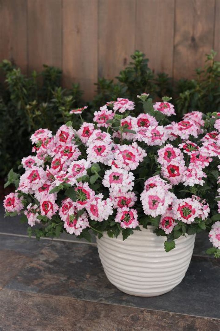 Do verbena come back every year