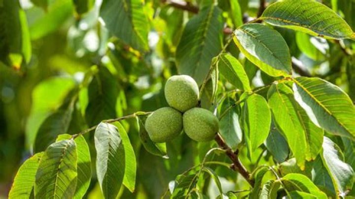 Do walnuts grow in the UK