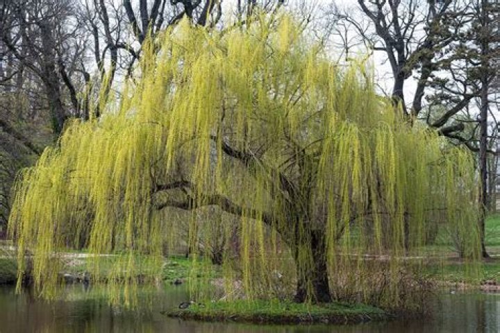 Do weeping willow trees lose their leaves in the winter