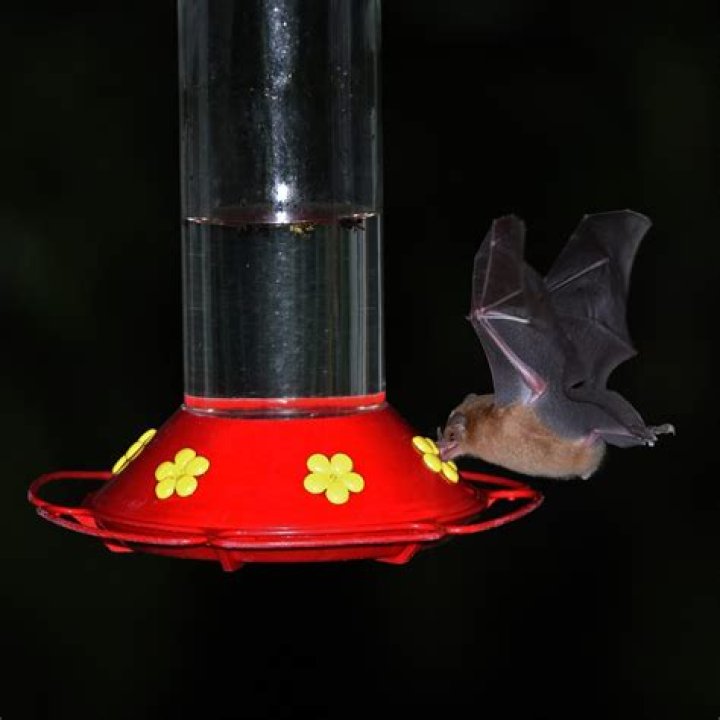 Do woodpeckers drink from hummingbird feeders
