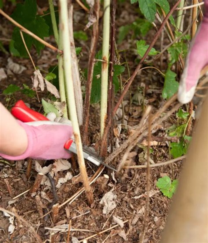 Do you cut back raspberry canes