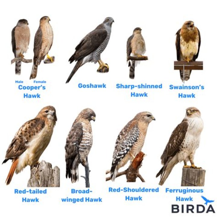 Do you get Hawks in the UK