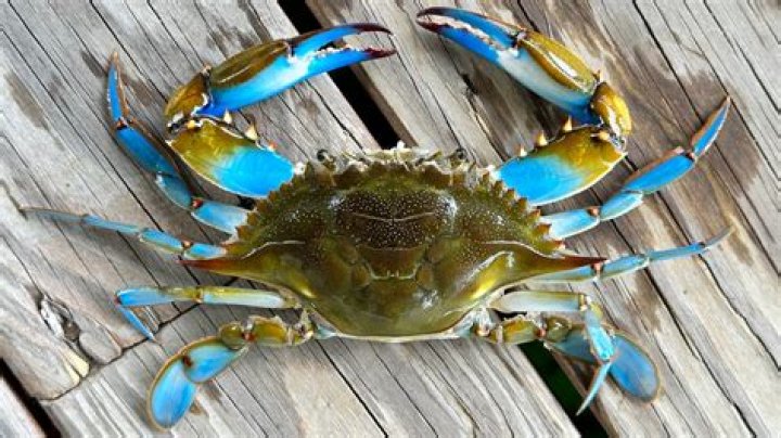 Do you need a license to go crabbing in Louisiana
