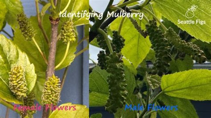 Do you need a male and female mulberry tree