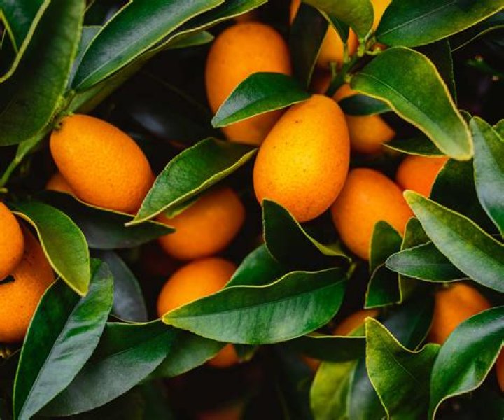 Do you peel a kumquat before you eat it