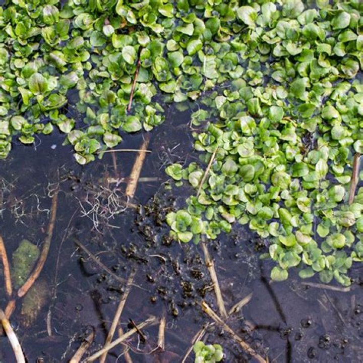 Do you use the stems of watercress