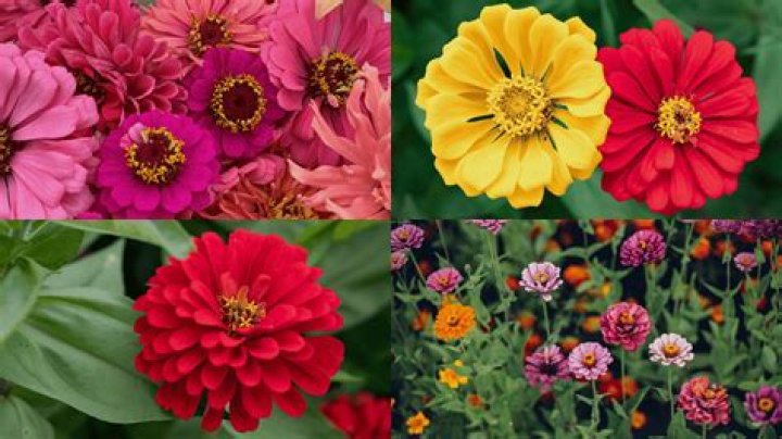 Do zinnias have bulbs