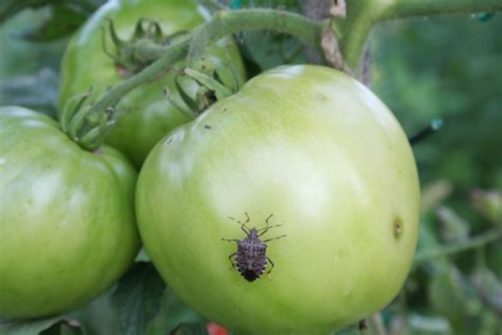 Does 2 4 d kill tomato plants