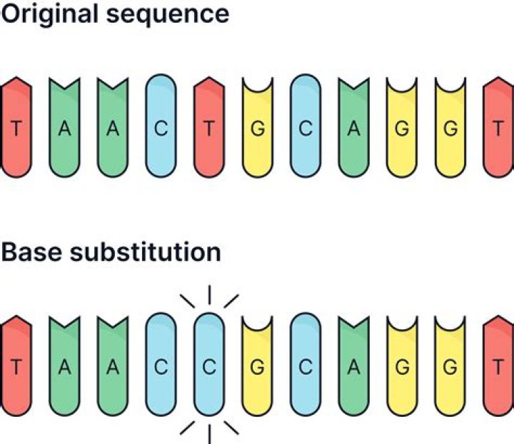 Does a base substitution always result in a different amino acid