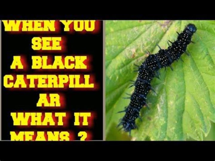 Does a black caterpillar mean a bad winter