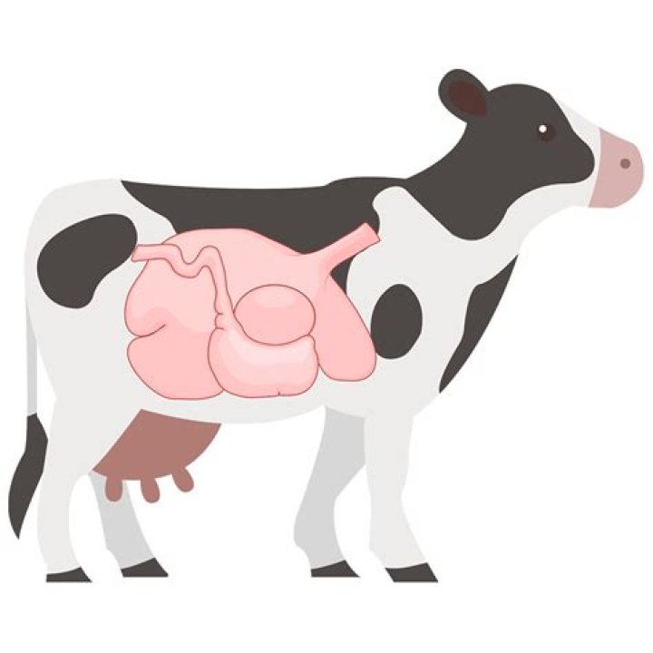 Does a cow have a heart